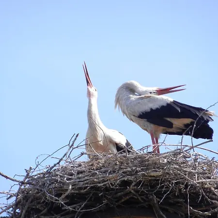 Апартаменты Havelhof-nitzow *