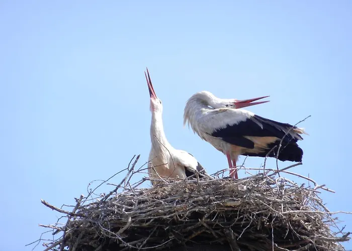 Apartment Havelhof-nitzow *